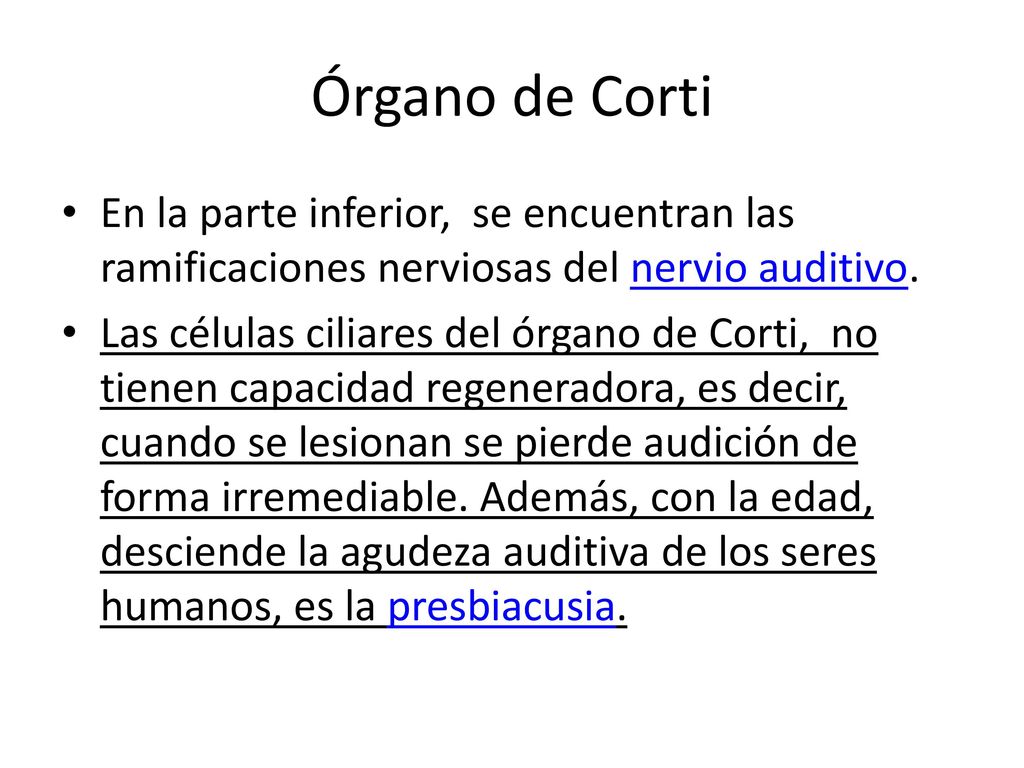 Órgano de Corti En la parte inferior, se encuentran las ramificaciones nerviosas del nervio auditivo.