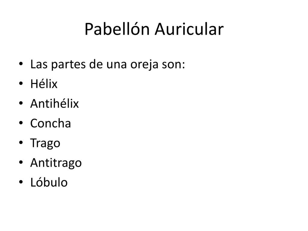 Pabellón Auricular Las partes de una oreja son: Hélix Antihélix Concha
