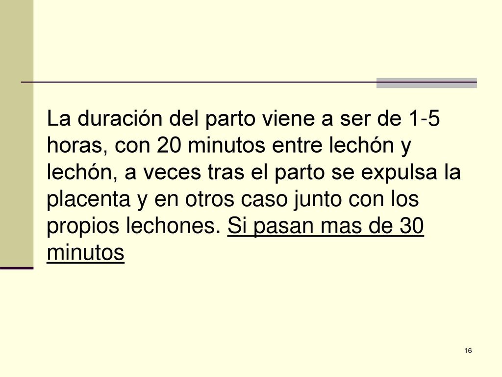 La duración del parto viene a ser de 1-5 horas, con 20 minutos entre lechón y lechón, a veces tras el parto se expulsa la placenta y en otros caso junto con los propios lechones.
