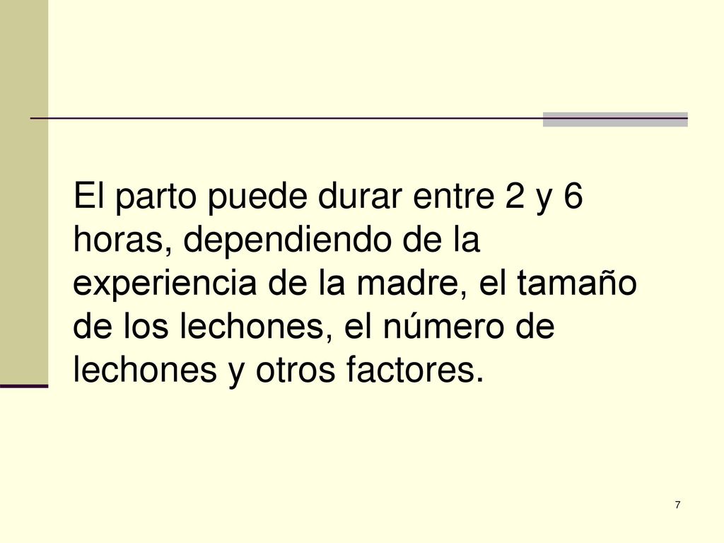 El parto puede durar entre 2 y 6 horas, dependiendo de la experiencia de la madre, el tamaño de los lechones, el número de lechones y otros factores.