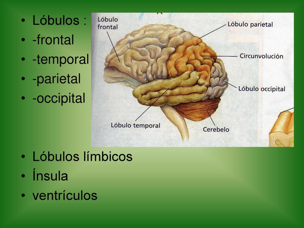 Lóbulos : -frontal -temporal -parietal -occipital Lóbulos límbicos Ínsula ventrículos