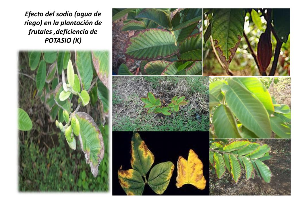 Efecto del sodio (agua de riego) en la plantación de frutales ,deficiencia de POTASIO (K)