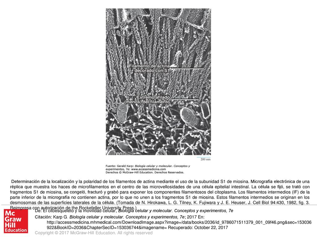 Determinación de la localización y la polaridad de los filamentos de actina mediante el uso de la subunidad S1 de miosina. Micrografía electrónica de una réplica que muestra los haces de microfilamentos en el centro de las microvellosidades de una célula epitelial intestinal. La célula se fijó, se trató con fragmentos S1 de miosina, se congeló, fracturó y grabó para exponer los componentes filamentosos del citoplasma. Los filamentos intermedios (IF) de la parte inferior de la micrografía no contienen actina, por lo que no unen a los fragmentos S1 de miosina. Estos filamentos intermedios se originan en los desmosomas de las superficies laterales de la célula. (Tomada de N. Hirokawa, L. G. Tilney, K. Fujiwara y J. E. Heuser, J. Cell Biol 94:430, 1982, fig. 3. Reimpresa con autorización de the Rockefeller University Press.)
