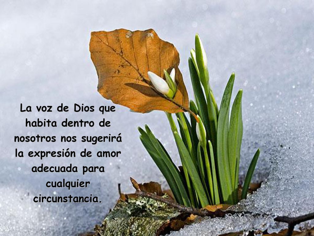 La voz de Dios que habita dentro de nosotros nos sugerirá la expresión de amor adecuada para cualquier circunstancia.