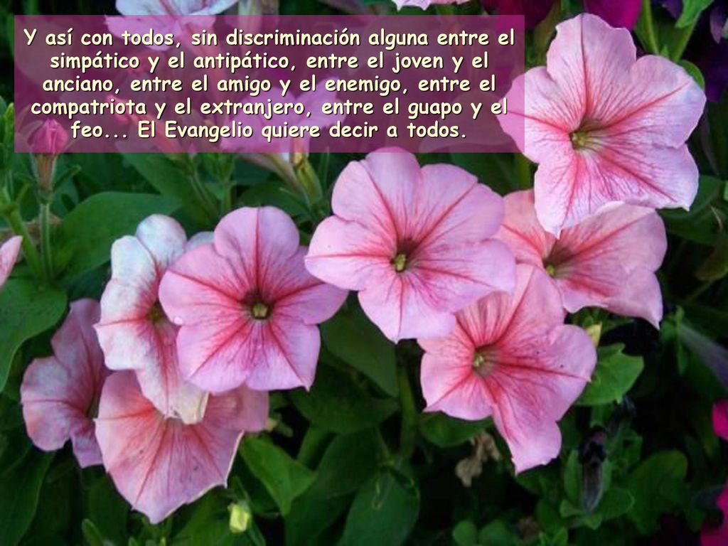 Y así con todos, sin discriminación alguna entre el simpático y el antipático, entre el joven y el anciano, entre el amigo y el enemigo, entre el compatriota y el extranjero, entre el guapo y el feo...