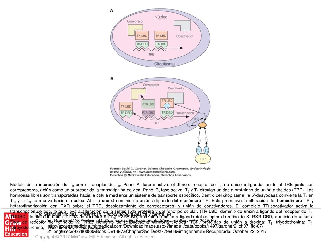 Modelo de la interacción de T3 con el receptor de T3