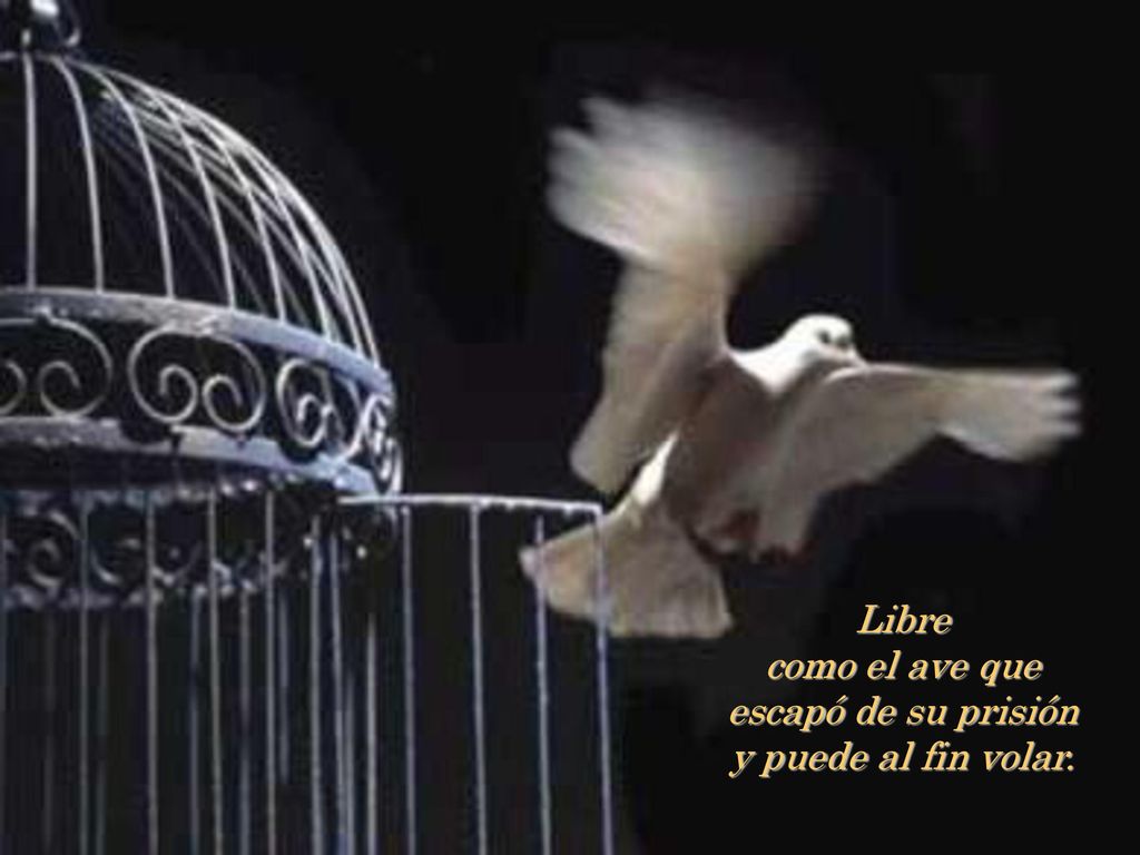 Libre como el ave que escapó de su prisión y puede al fin volar.