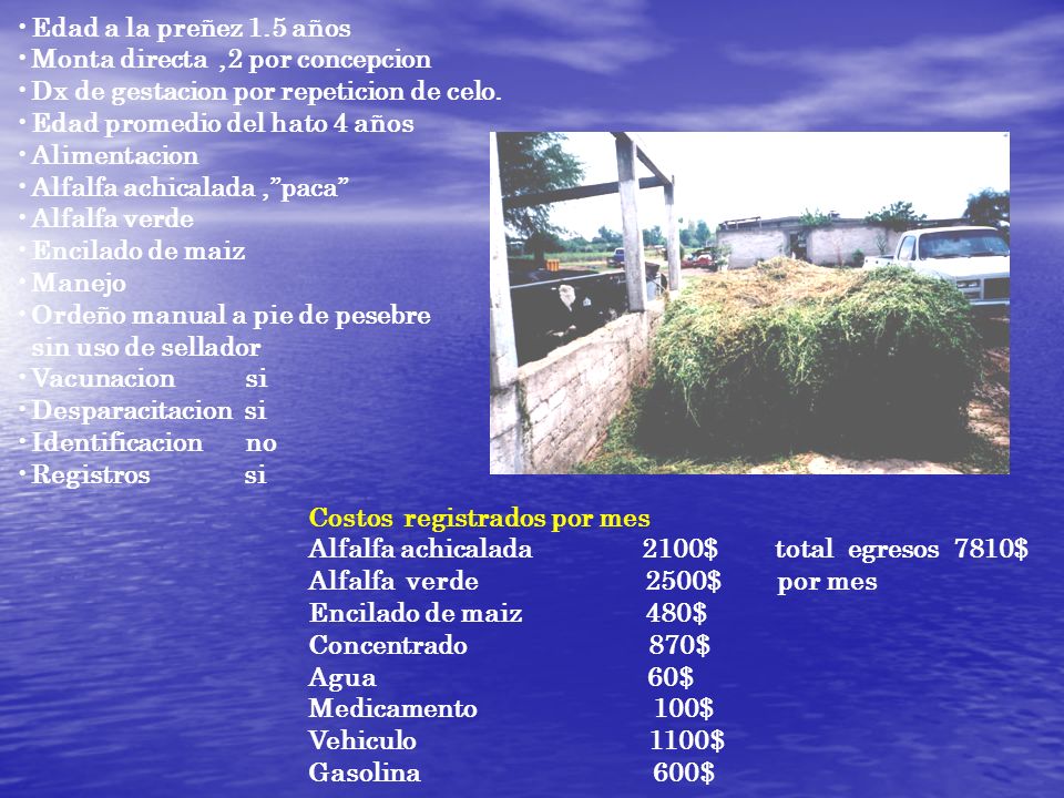 Edad a la preñez 1.5 años Monta directa ,2 por concepcion. Dx de gestacion por repeticion de celo.