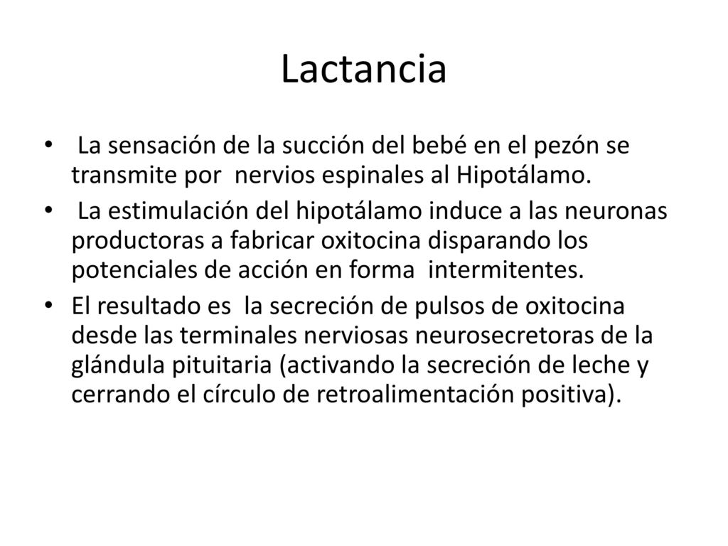 Lactancia La sensación de la succión del bebé en el pezón se transmite por nervios espinales al Hipotálamo.