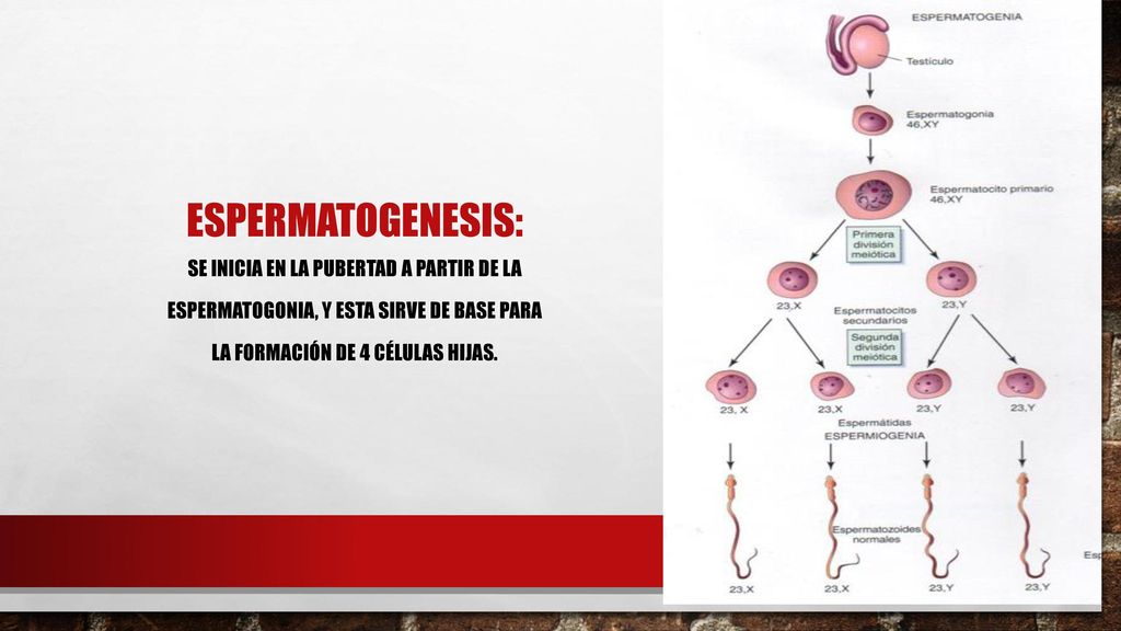 Espermatogenesis: Se inicia en la pubertad a partir de la