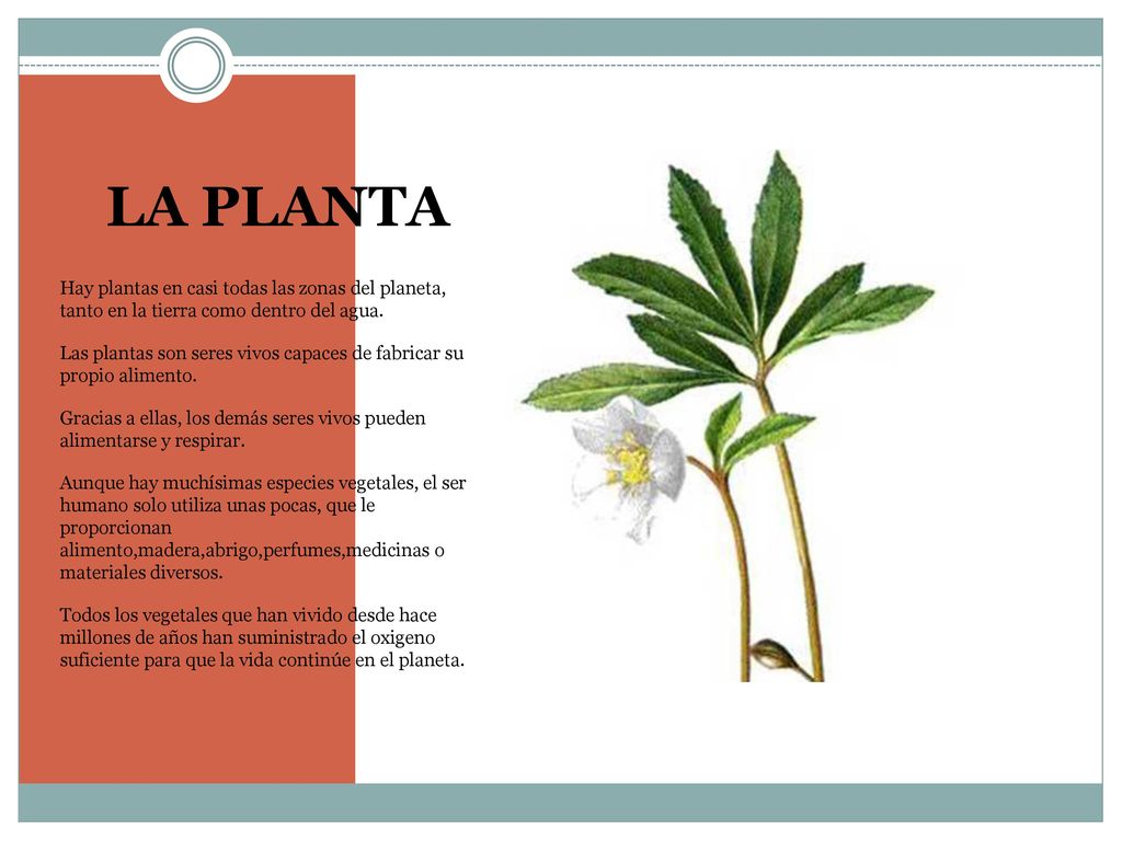 LA PLANTA Hay plantas en casi todas las zonas del planeta, tanto en la tierra como dentro del agua.