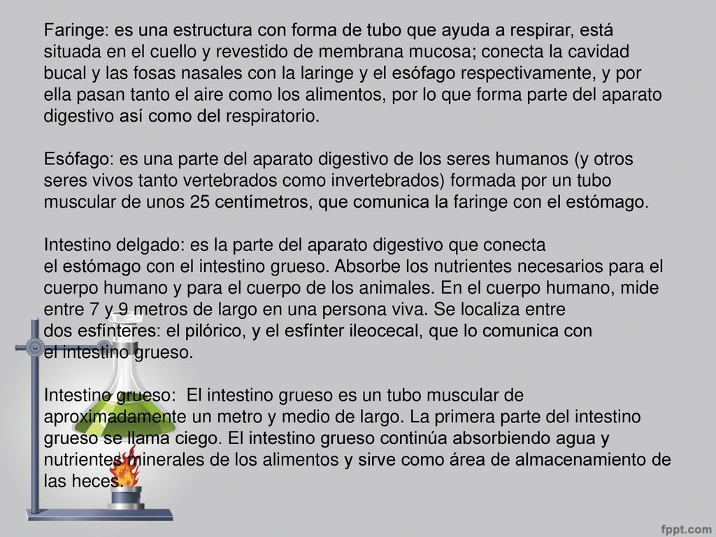 Faringe: es una estructura con forma de tubo que ayuda a respirar, está situada en el cuello y revestido de membrana mucosa; conecta la cavidad bucal y las fosas nasales con la laringe y el esófago respectivamente, y por ella pasan tanto el aire como los alimentos, por lo que forma parte del aparato digestivo así como del respiratorio.
