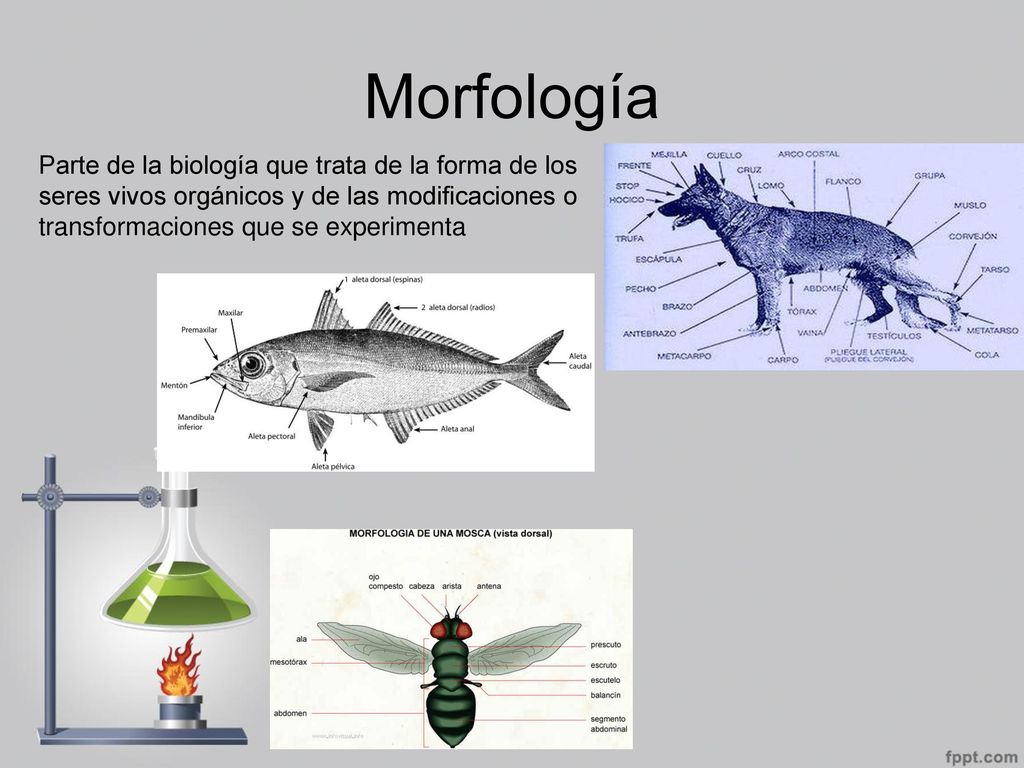 Morfología Parte de la biología que trata de la forma de los seres vivos orgánicos y de las modificaciones o transformaciones que se experimenta.