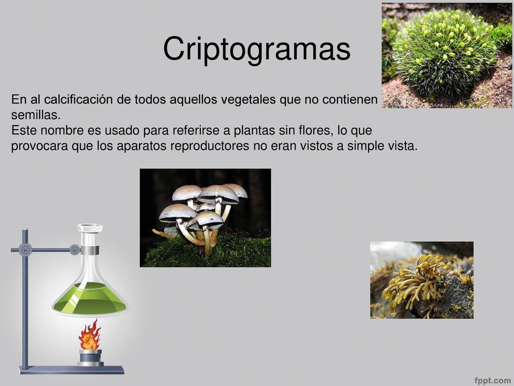 Criptogramas En al calcificación de todos aquellos vegetales que no contienen semillas.