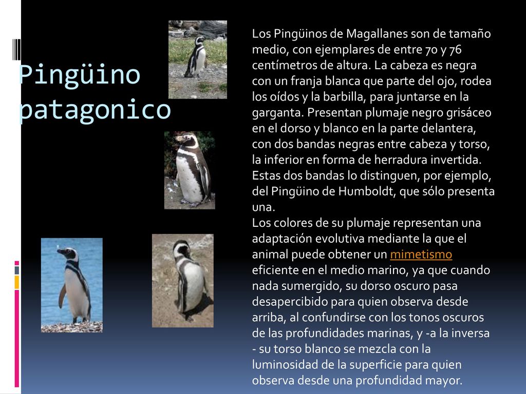 Los Pingüinos de Magallanes son de tamaño medio, con ejemplares de entre 70 y 76 centímetros de altura. La cabeza es negra con un franja blanca que parte del ojo, rodea los oídos y la barbilla, para juntarse en la garganta. Presentan plumaje negro grisáceo en el dorso y blanco en la parte delantera, con dos bandas negras entre cabeza y torso, la inferior en forma de herradura invertida. Estas dos bandas lo distinguen, por ejemplo, del Pingüino de Humboldt, que sólo presenta una.
