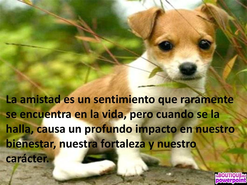 La amistad es un sentimiento que raramente se encuentra en la vida, pero cuando se la halla, causa un profundo impacto en nuestro bienestar, nuestra fortaleza y nuestro carácter.