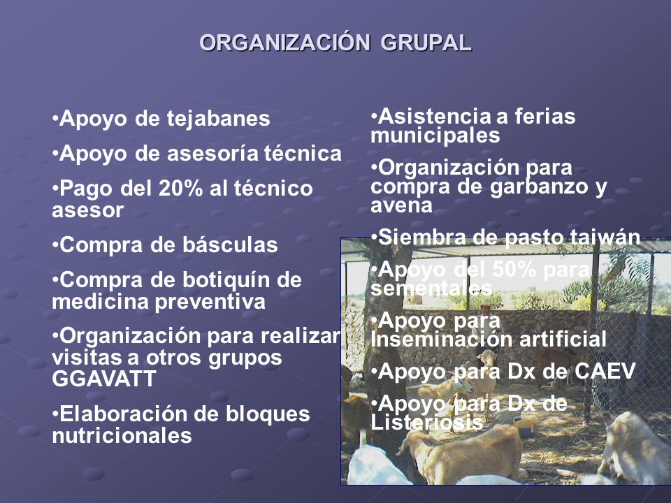 ORGANIZACIÓN GRUPAL Apoyo de tejabanes. Apoyo de asesoría técnica. Pago del 20% al técnico asesor.
