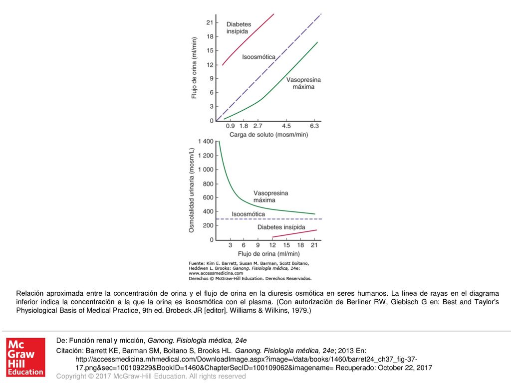 Relación aproximada entre la concentración de orina y el flujo de orina en la diuresis osmótica en seres humanos. La línea de rayas en el diagrama inferior indica la concentración a la que la orina es isoosmótica con el plasma. (Con autorización de Berliner RW, Giebisch G en: Best and Taylor’s Physiological Basis of Medical Practice, 9th ed. Brobeck JR [editor]. Williams & Wilkins, 1979.)