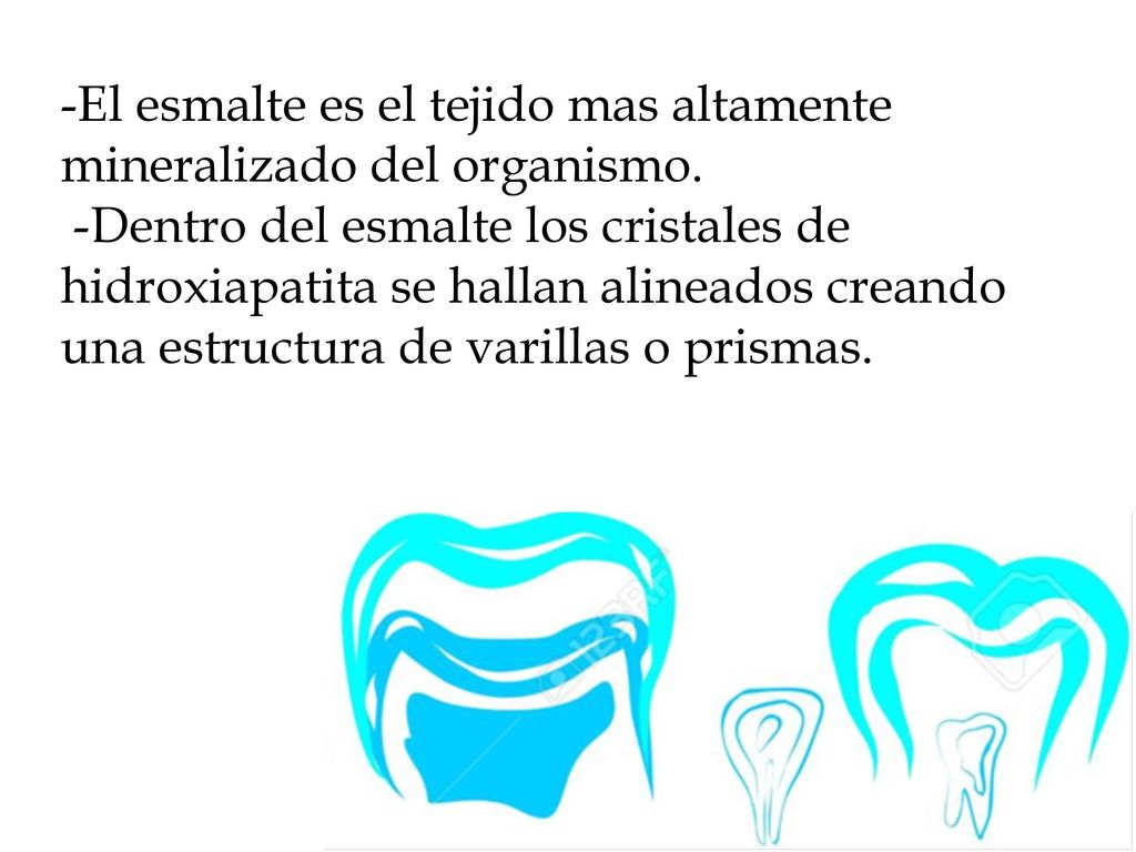 -El esmalte es el tejido mas altamente mineralizado del organismo