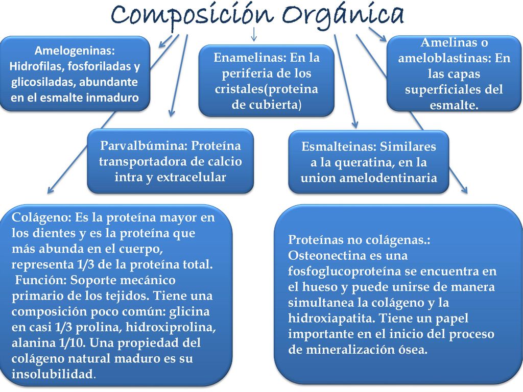 Composición Orgánica Amelogeninas: Hidrofilas, fosforiladas y glicosiladas, abundante en el esmalte inmaduro.