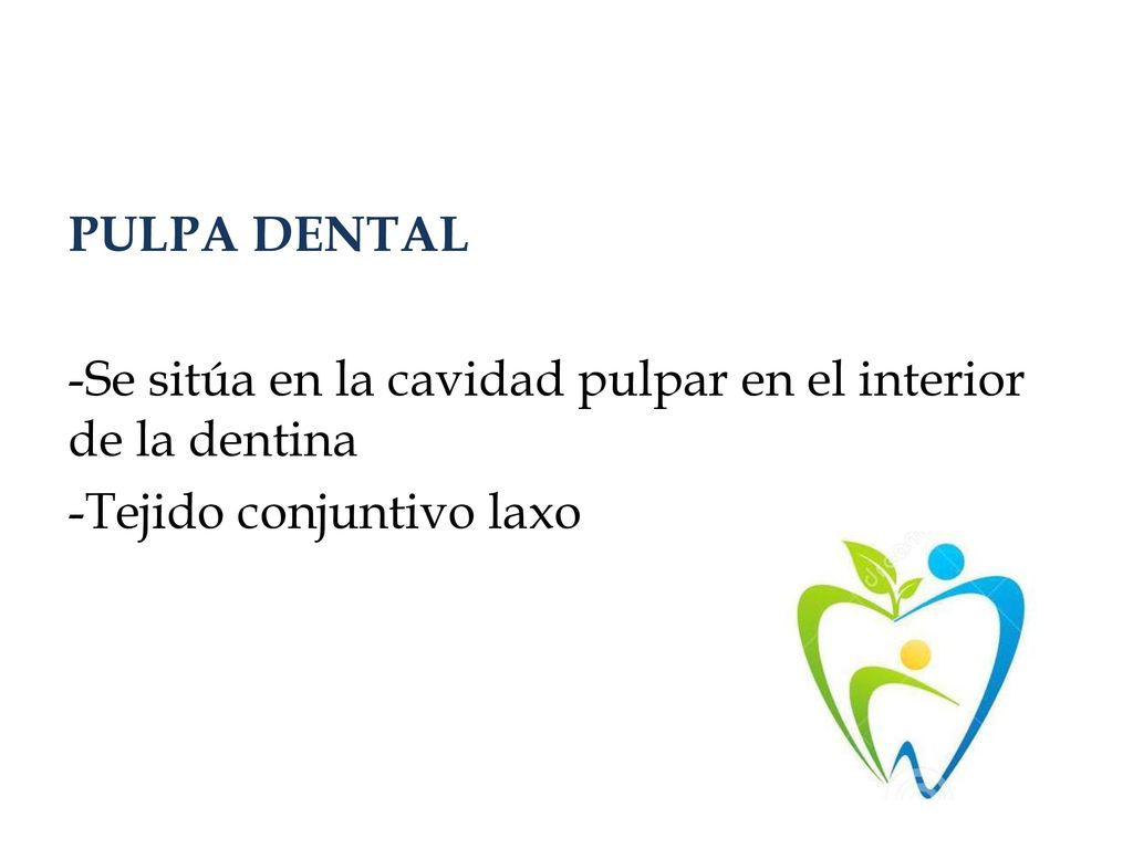 PULPA DENTAL -Se sitúa en la cavidad pulpar en el interior de la dentina -Tejido conjuntivo laxo