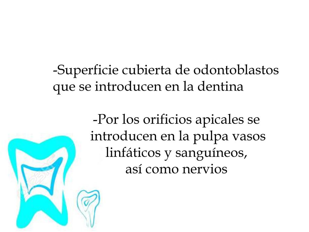 -Superficie cubierta de odontoblastos que se introducen en la dentina