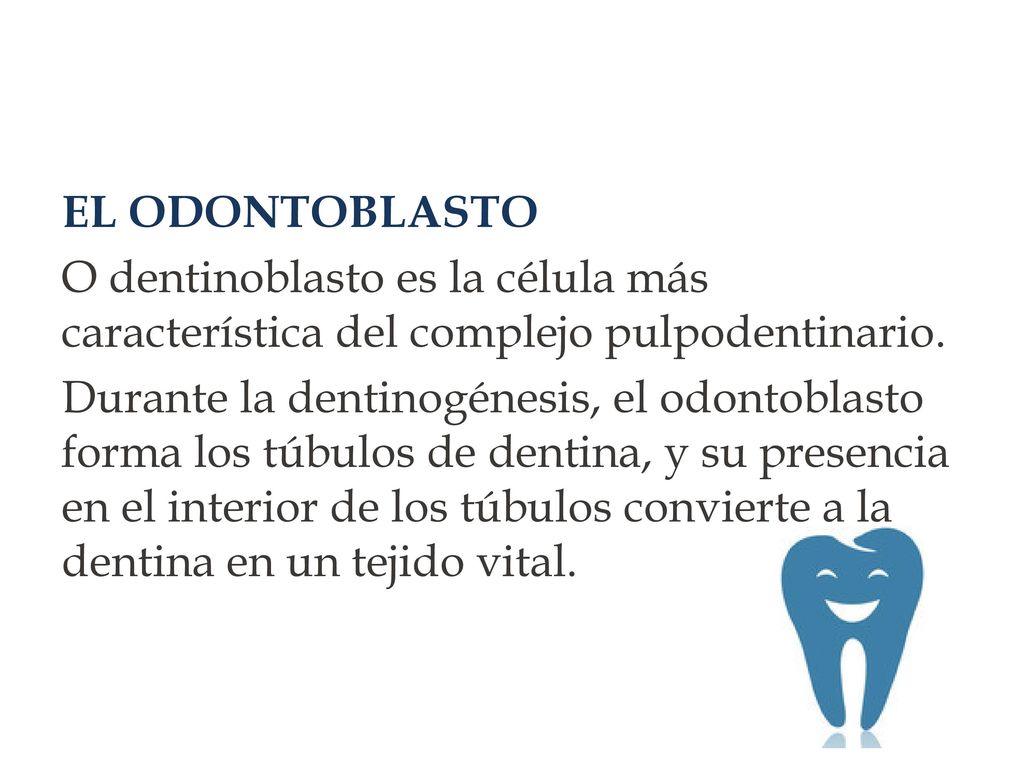 EL ODONTOBLASTO O dentinoblasto es la célula más característica del complejo pulpodentinario.