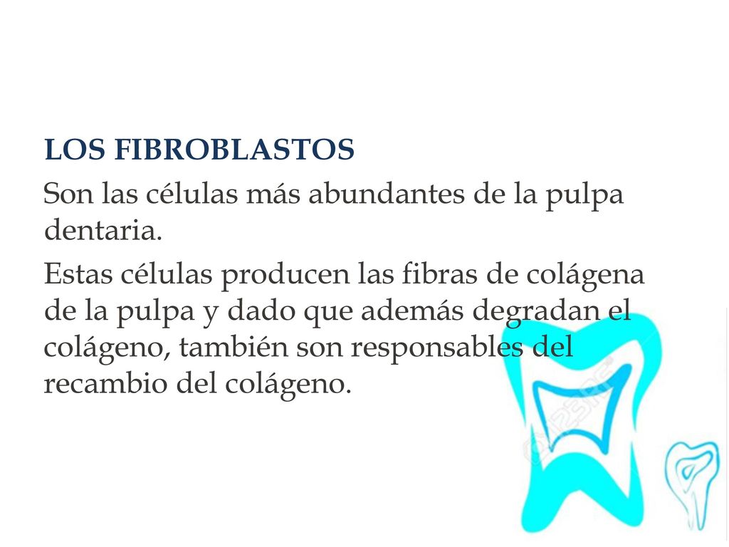 LOS FIBROBLASTOS Son las células más abundantes de la pulpa dentaria.