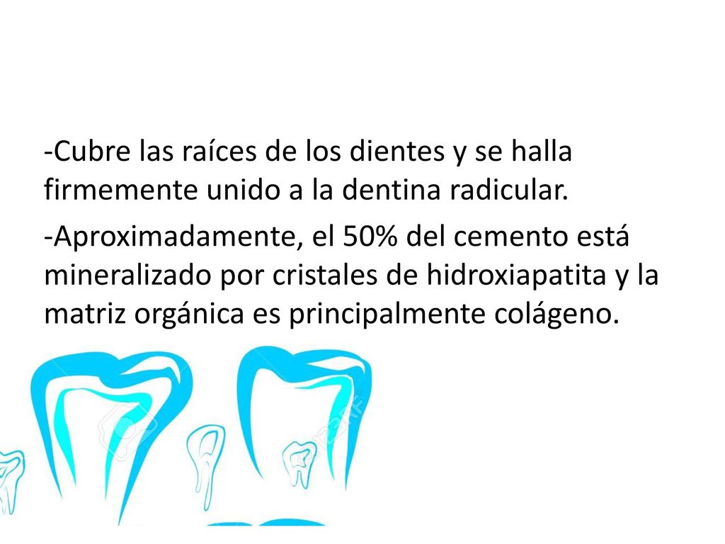-Cubre las raíces de los dientes y se halla firmemente unido a la dentina radicular.