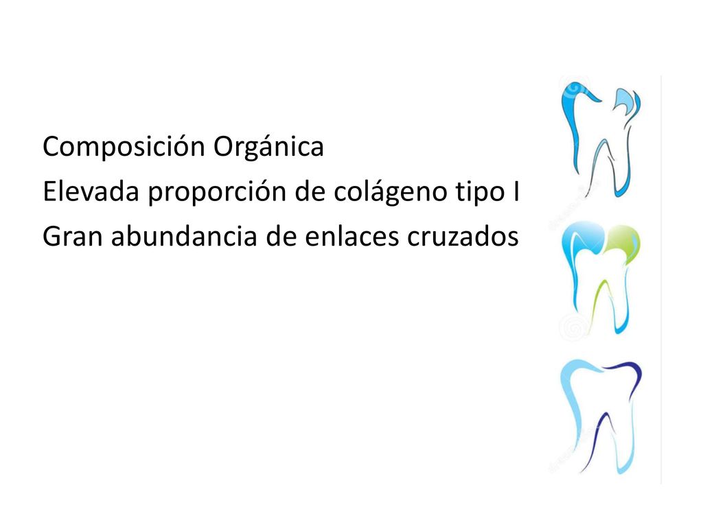 Composición Orgánica Elevada proporción de colágeno tipo I Gran abundancia de enlaces cruzados