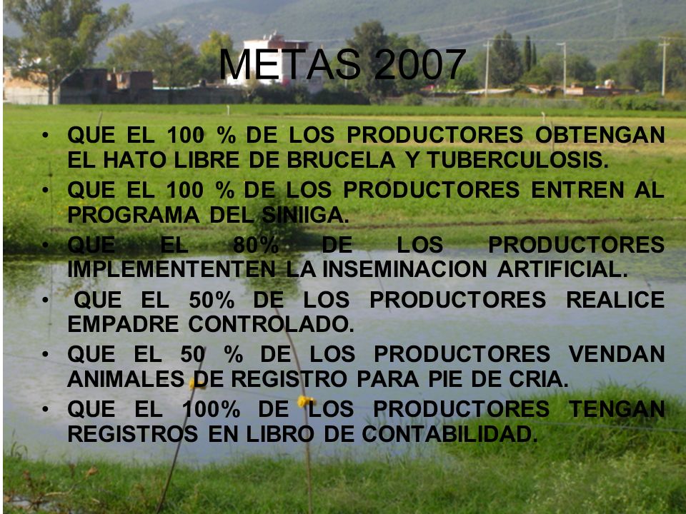 METAS 2007 QUE EL 100 % DE LOS PRODUCTORES OBTENGAN EL HATO LIBRE DE BRUCELA Y TUBERCULOSIS.