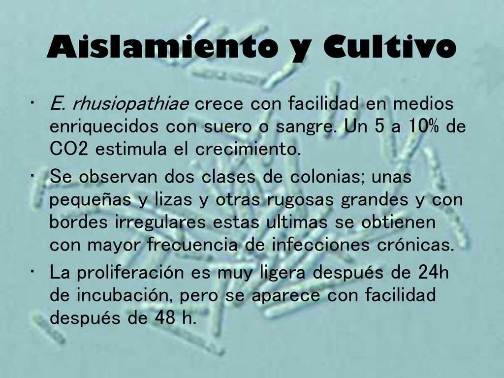 Aislamiento y Cultivo E. rhusiopathiae crece con facilidad en medios enriquecidos con suero o sangre. Un 5 a 10% de CO2 estimula el crecimiento.