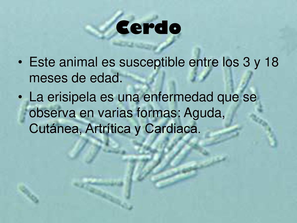 Cerdo Este animal es susceptible entre los 3 y 18 meses de edad.