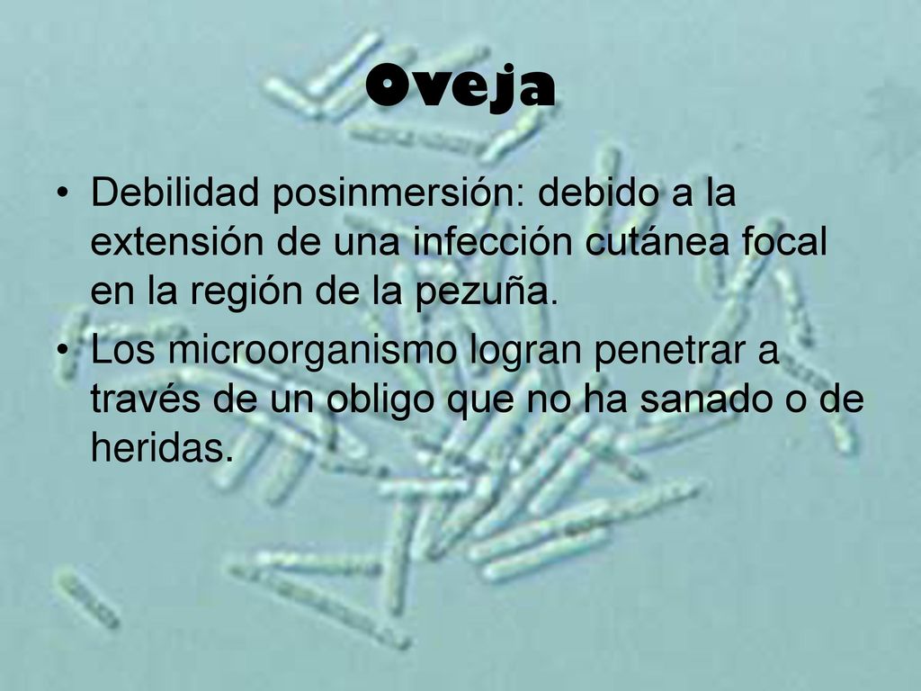 Oveja Debilidad posinmersión: debido a la extensión de una infección cutánea focal en la región de la pezuña.