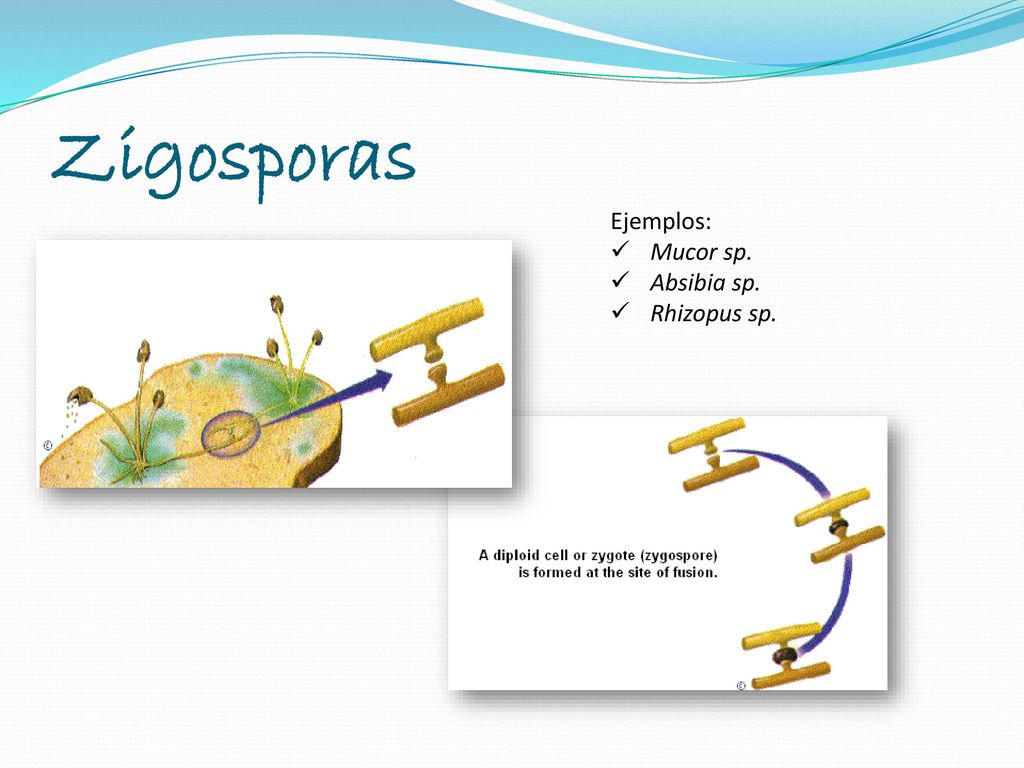 Zigosporas Ejemplos: Mucor sp. Absibia sp. Rhizopus sp.