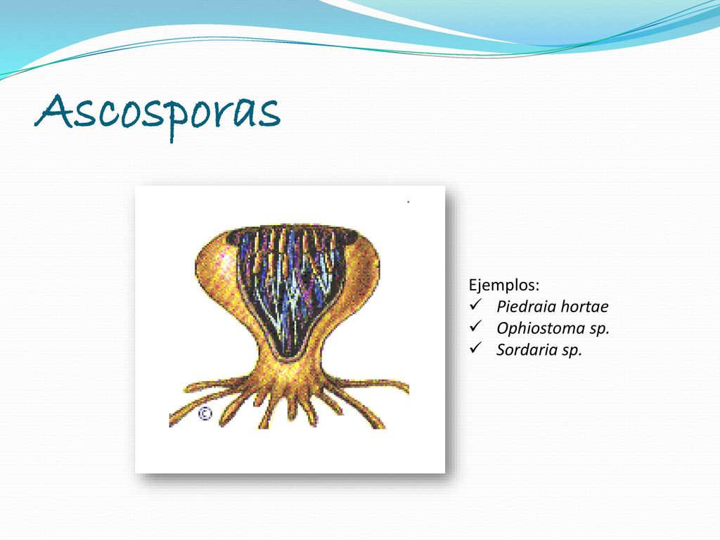 Ascosporas Ejemplos: Piedraia hortae Ophiostoma sp. Sordaria sp.