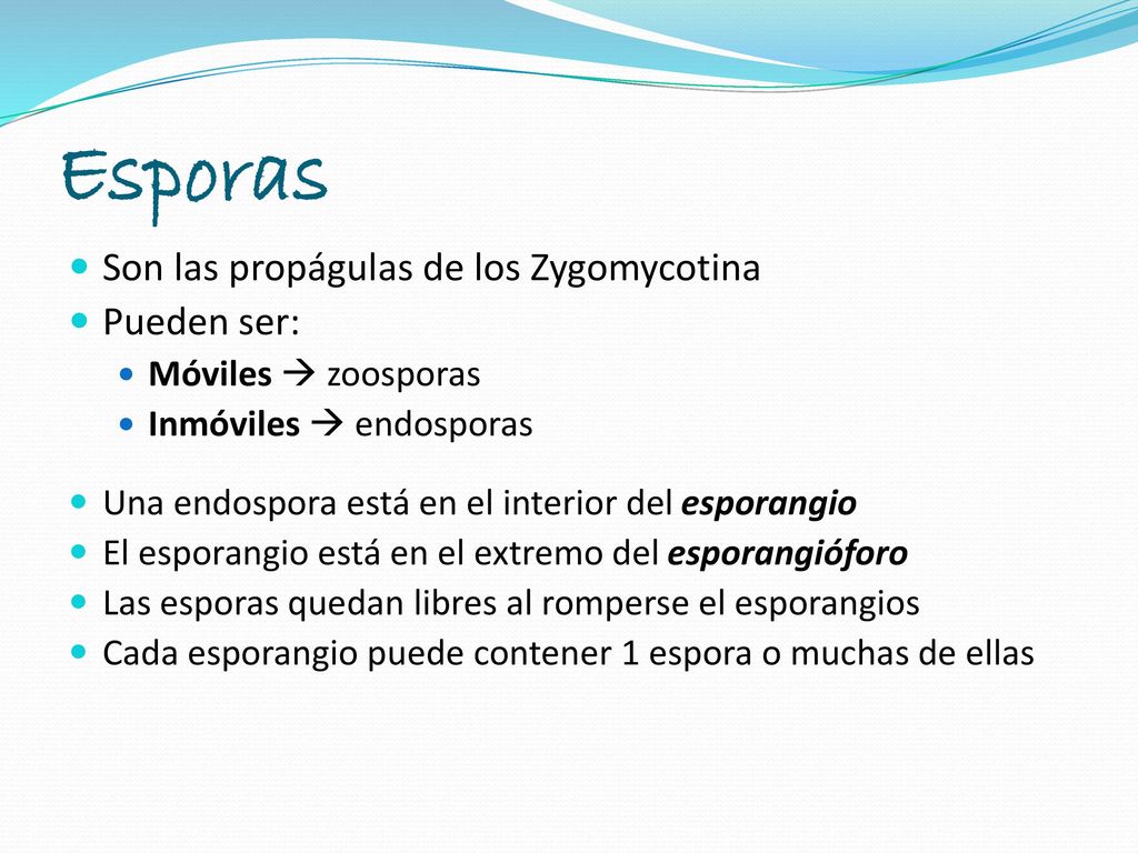 Esporas Son las propágulas de los Zygomycotina Pueden ser: