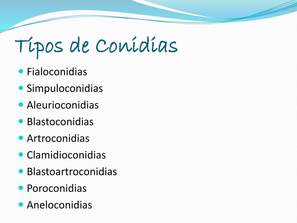 Tipos de Conidias Fialoconidias Simpuloconidias Aleurioconidias