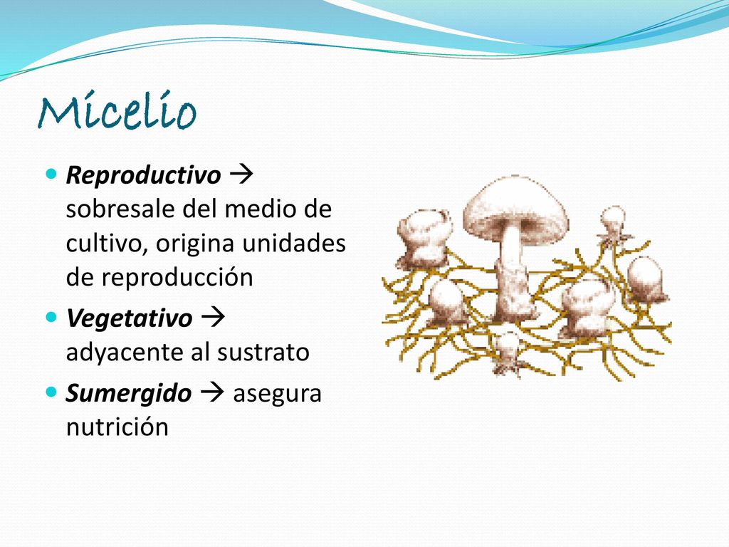 Micelio Reproductivo  sobresale del medio de cultivo, origina unidades de reproducción. Vegetativo  adyacente al sustrato.