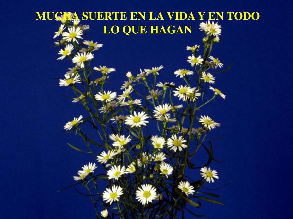 MUCHA SUERTE EN LA VIDA Y EN TODO LO QUE HAGAN