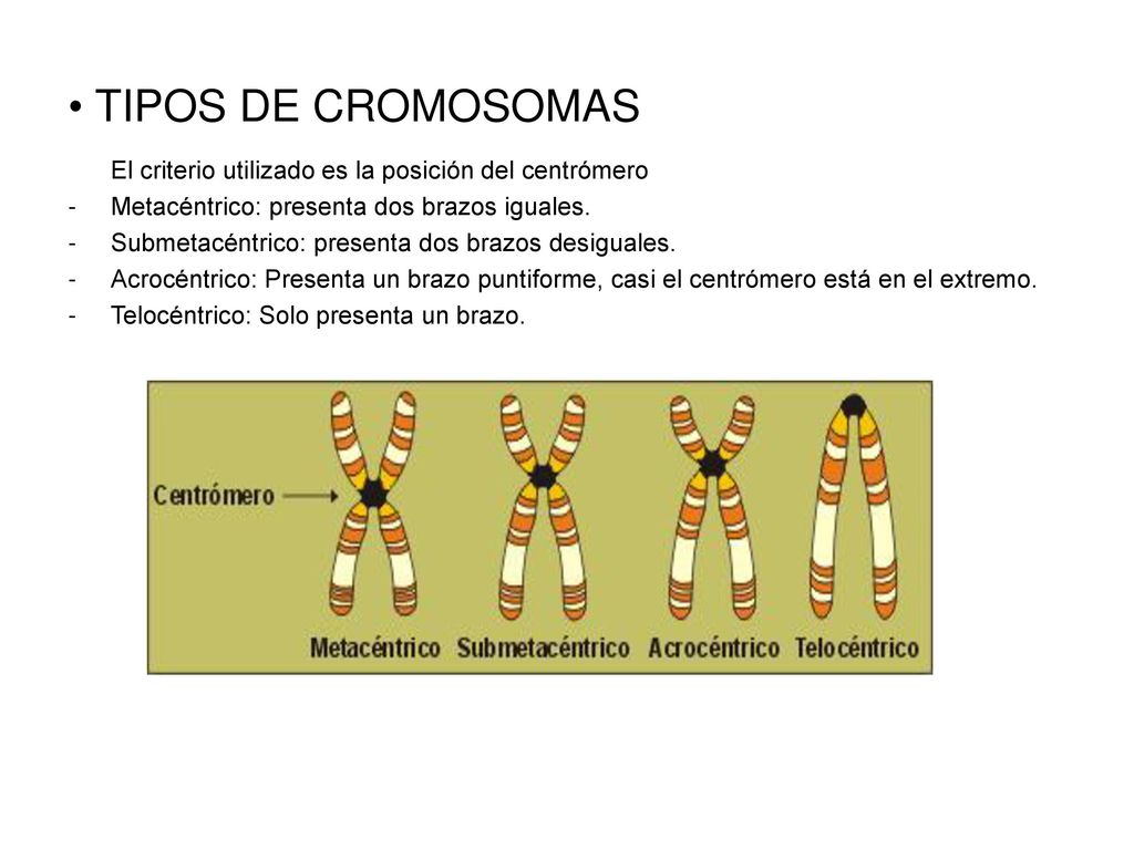 TIPOS DE CROMOSOMAS El criterio utilizado es la posición del centrómero. Metacéntrico: presenta dos brazos iguales.