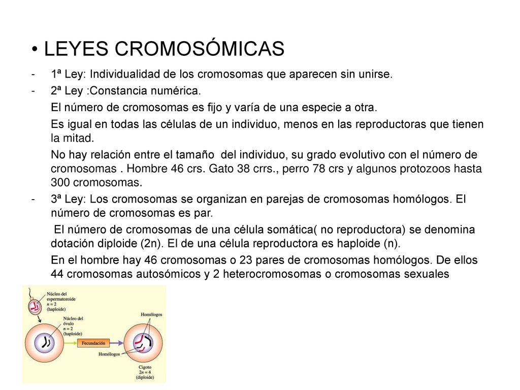 LEYES CROMOSÓMICAS 1ª Ley: Individualidad de los cromosomas que aparecen sin unirse. 2ª Ley :Constancia numérica.