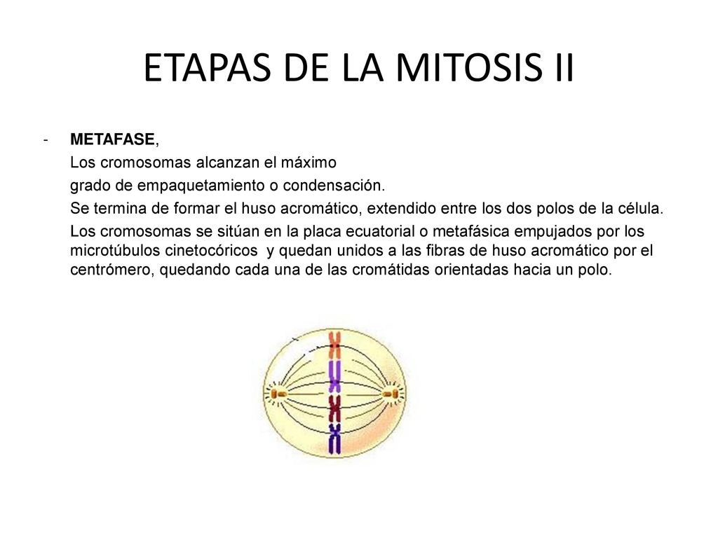 ETAPAS DE LA MITOSIS II METAFASE, Los cromosomas alcanzan el máximo