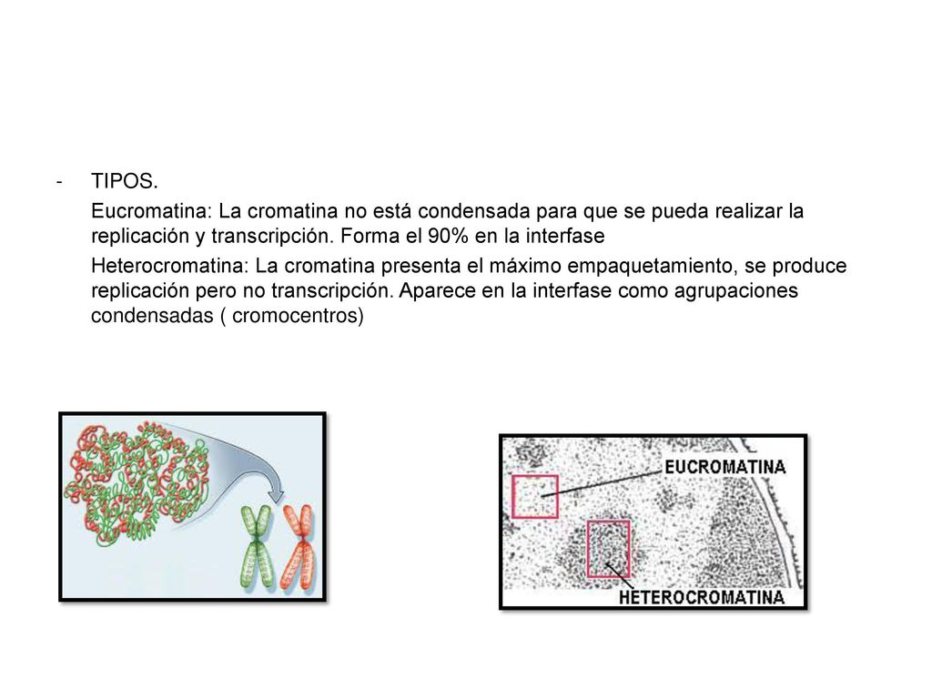 TIPOS. Eucromatina: La cromatina no está condensada para que se pueda realizar la replicación y transcripción. Forma el 90% en la interfase.