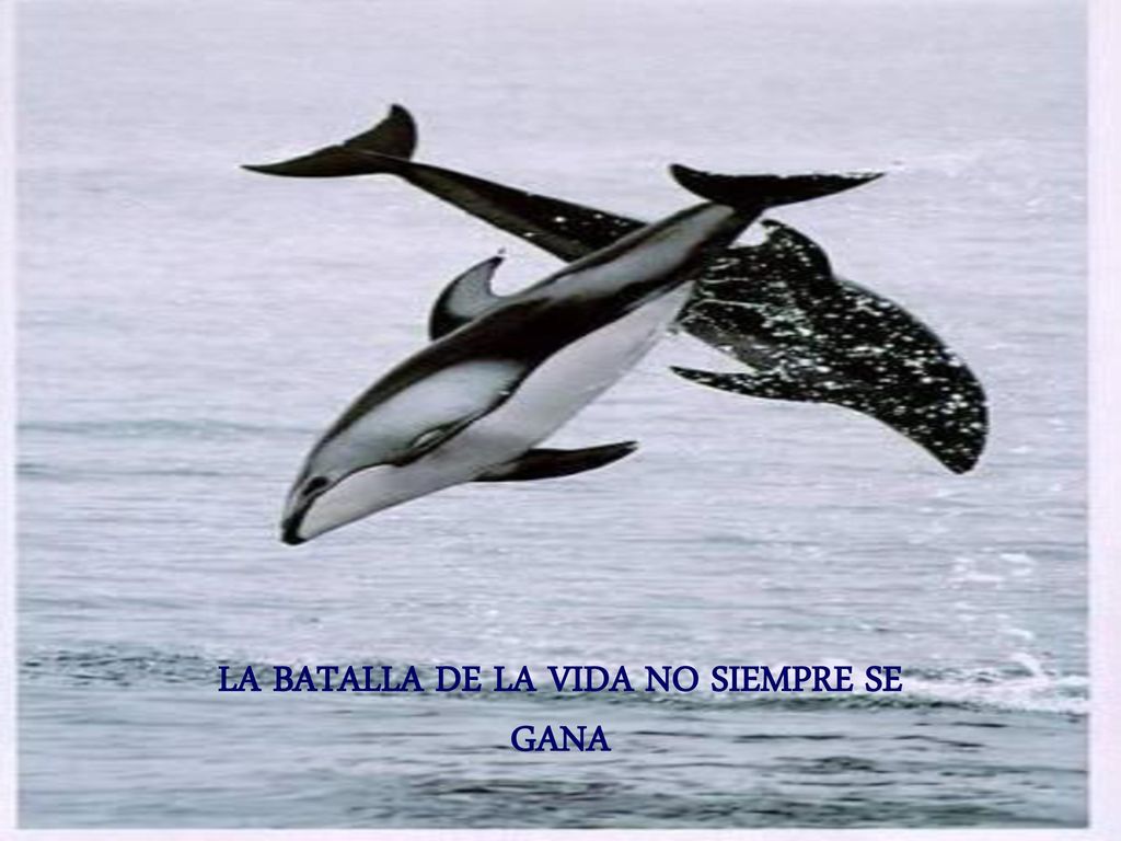 LA BATALLA DE LA VIDA NO SIEMPRE SE GANA