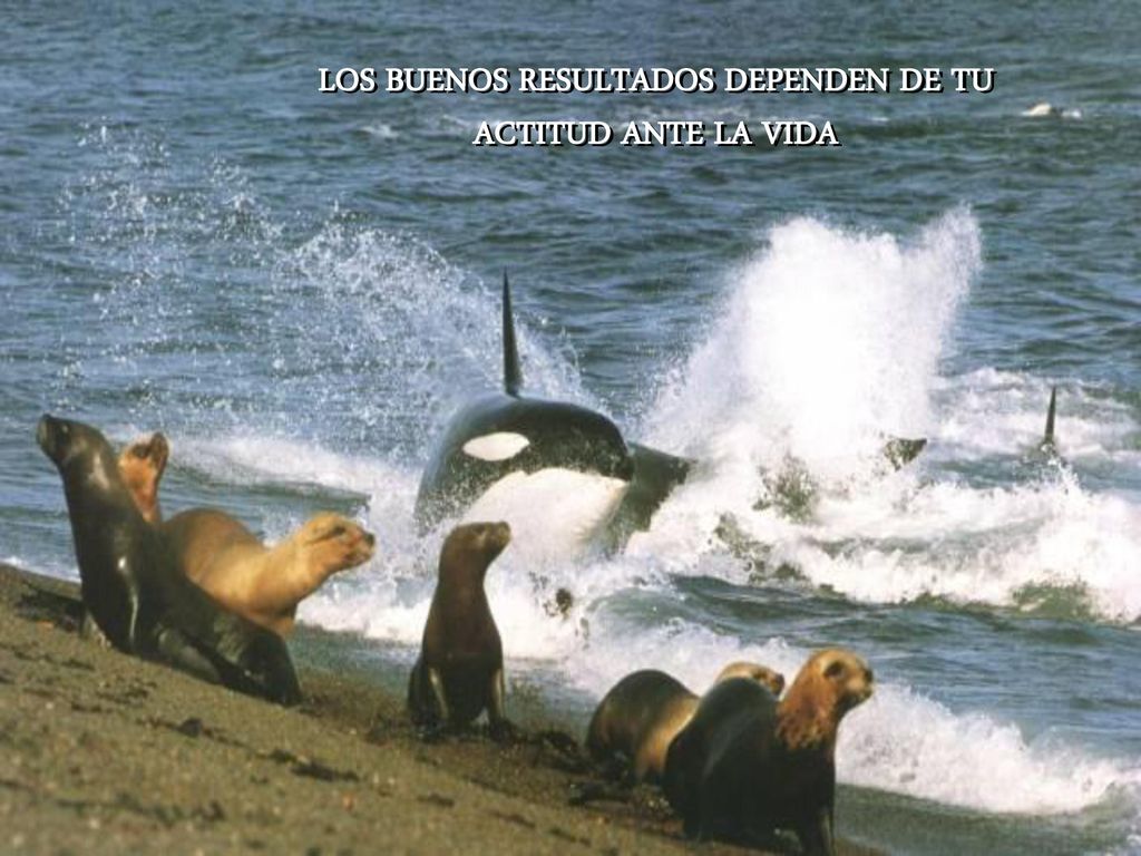 LOS BUENOS RESULTADOS DEPENDEN DE TU ACTITUD ANTE LA VIDA