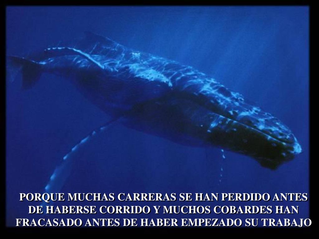 PORQUE MUCHAS CARRERAS SE HAN PERDIDO ANTES DE HABERSE CORRIDO Y MUCHOS COBARDES HAN FRACASADO ANTES DE HABER EMPEZADO SU TRABAJO