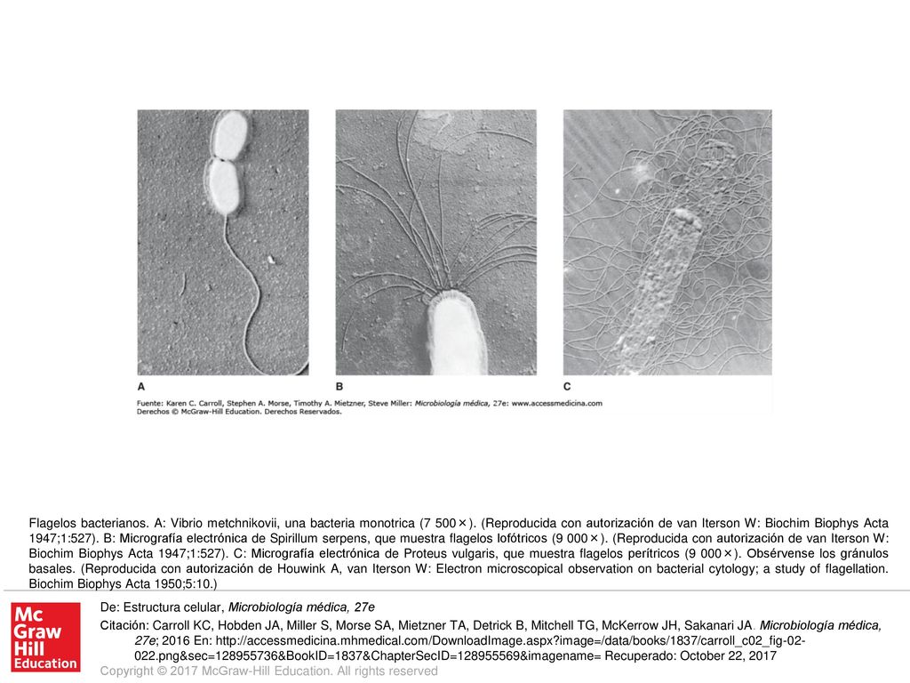 Flagelos bacterianos. A: Vibrio metchnikovii, una bacteria monotrica (7 500×). (Reproducida con autorización de van Iterson W: Biochim Biophys Acta 1947;1:527). B: Micrografía electrónica de Spirillum serpens, que muestra flagelos lofótricos (9 000×). (Reproducida con autorización de van Iterson W: Biochim Biophys Acta 1947;1:527). C: Micrografía electrónica de Proteus vulgaris, que muestra flagelos perítricos (9 000×). Obsérvense los gránulos basales. (Reproducida con autorización de Houwink A, van Iterson W: Electron microscopical observation on bacterial cytology; a study of flagellation. Biochim Biophys Acta 1950;5:10.)