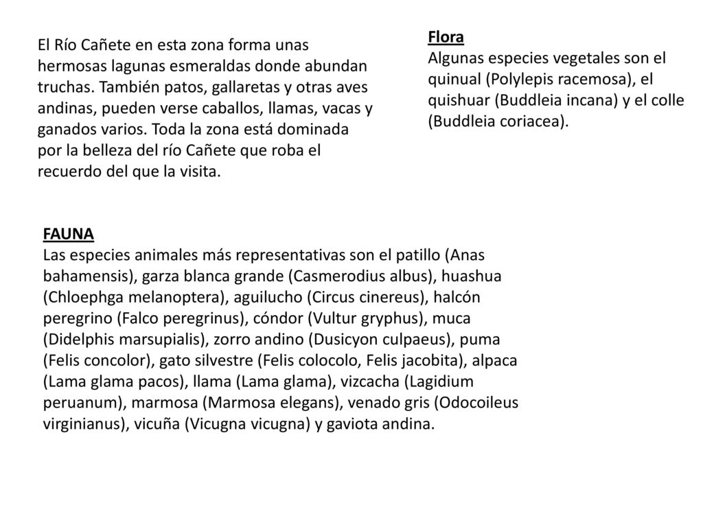 Flora Algunas especies vegetales son el quinual (Polylepis racemosa), el quishuar (Buddleia incana) y el colle (Buddleia coriacea).