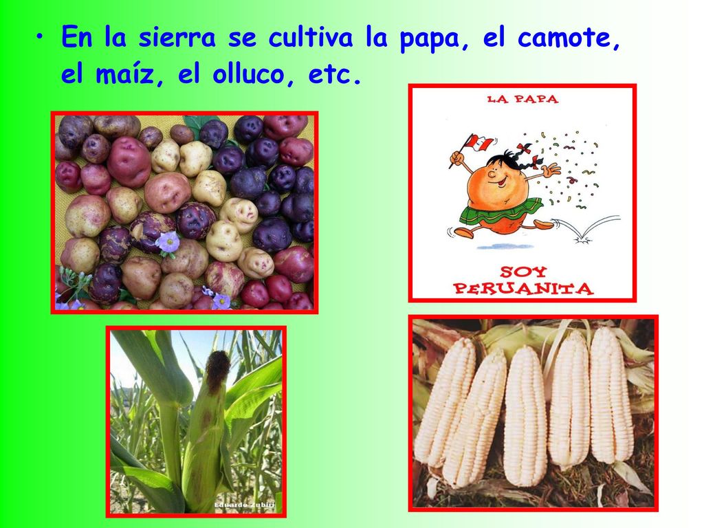 En la sierra se cultiva la papa, el camote, el maíz, el olluco, etc.